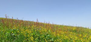 Read more about the article Laatste Dag – Stilluptal